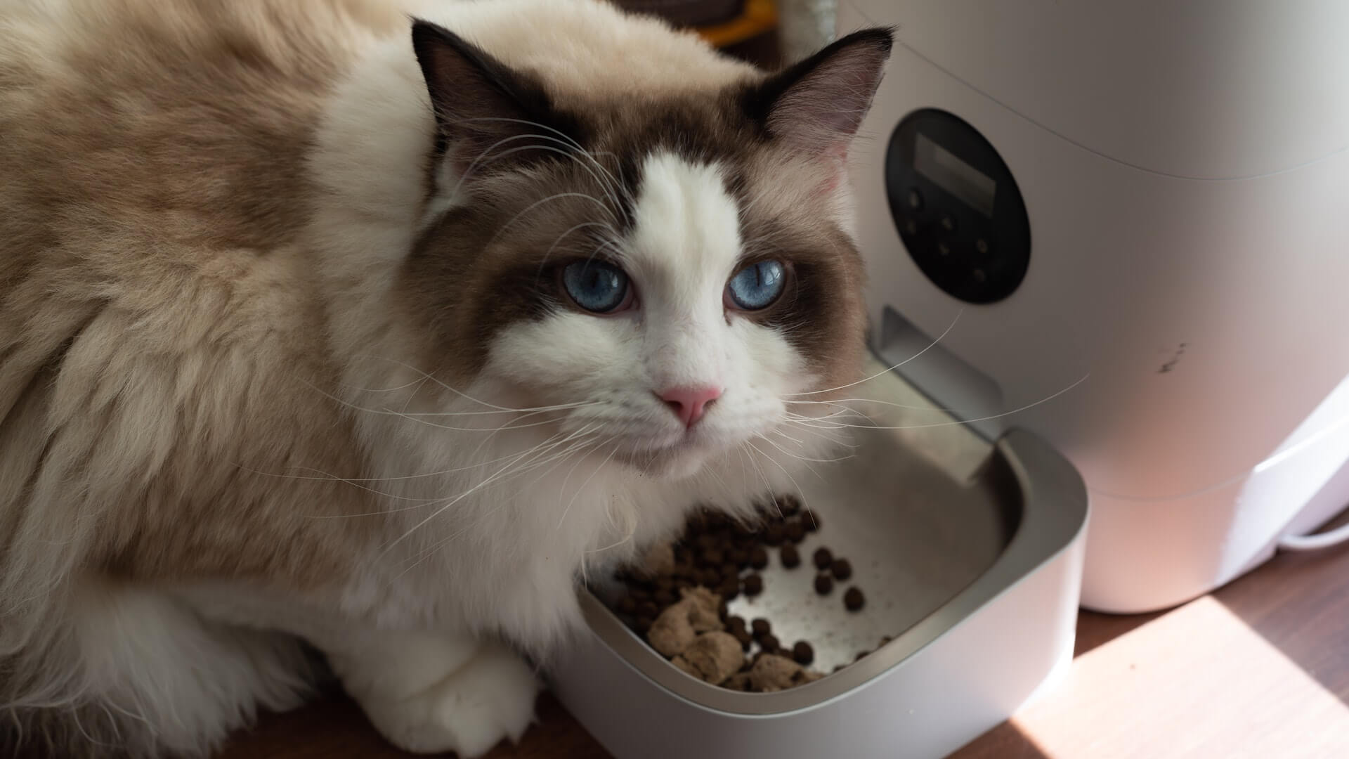 A Guide To Optimal Pet Nutrition