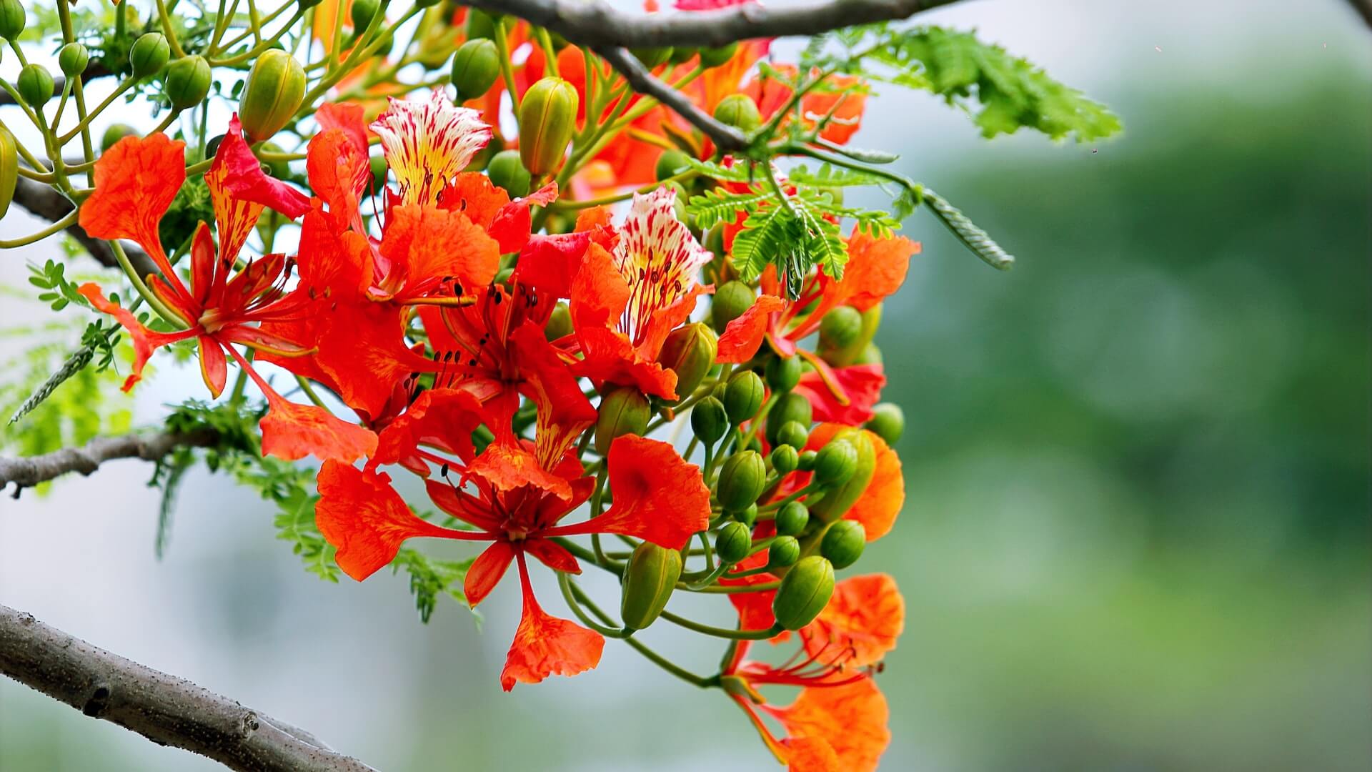 The Ultimate Flower Gardening Guide