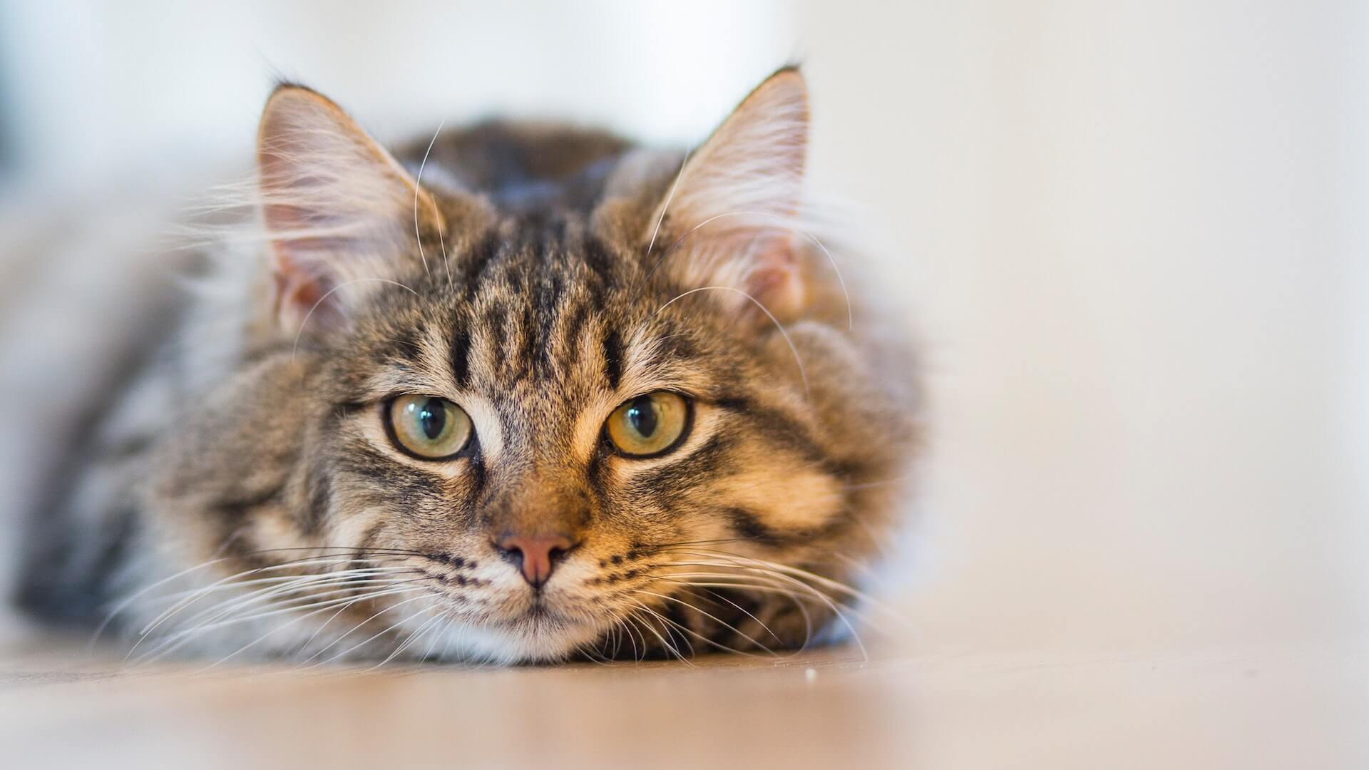 The Ultimate Guide To Raising Happy And Healthy Pet Cats