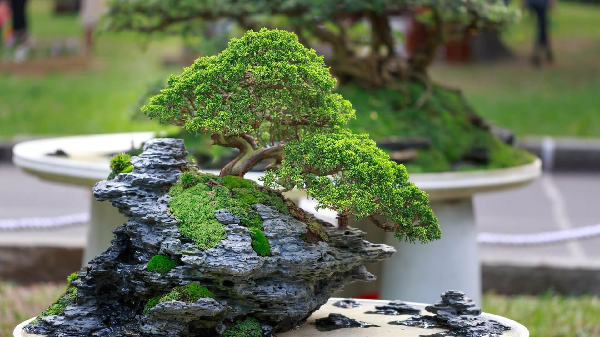 The Art Of Bonsai: Cultivating Tranquility In Miniature